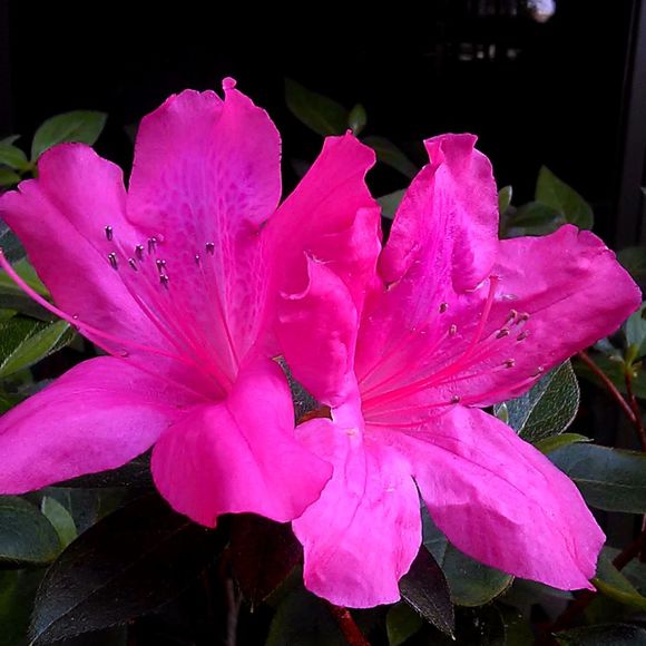 Meet your Posher, Marina - Picture 1 of 1